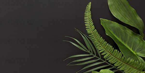 Top view multiple leaves with fern copy space. Resolution and high quality beautiful photo