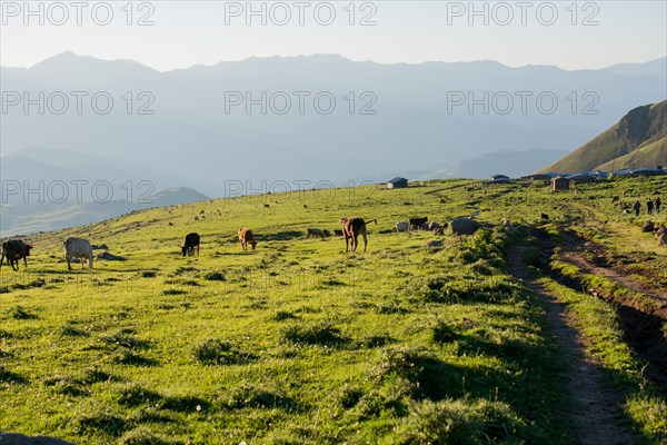 Highland Cattle grazing on moor in the evening sun