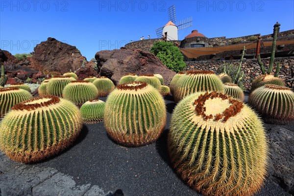 Golden barrel cactus