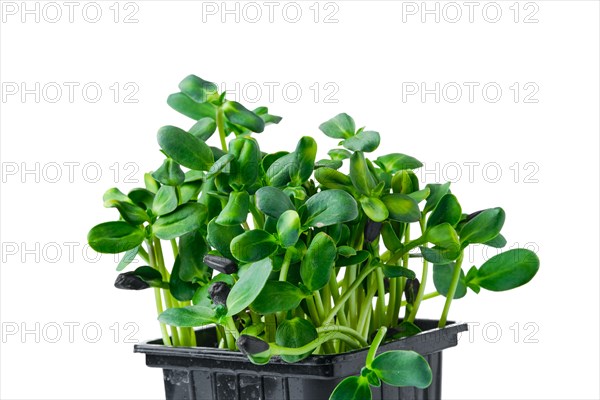 Closeup view of sprouts of sunflower isolated on white background