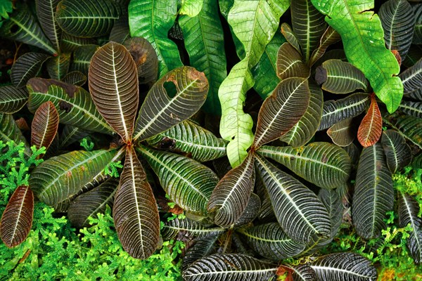 Exotic Rubiacea Hoffmannia Bullata plant with rosette shaped leaf cluster