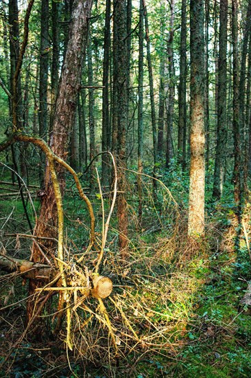 Sawed-off tree in the Hollsand nature reserve