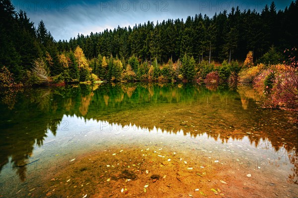 The river "Weisse Sehma" forms a small pond in the middle of the spruce forest in the Ore Mountains below the Fichtelberg