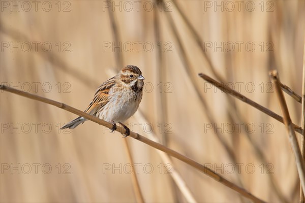 Reed Bunting