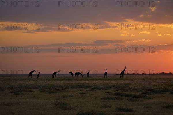 Group of giraffes
