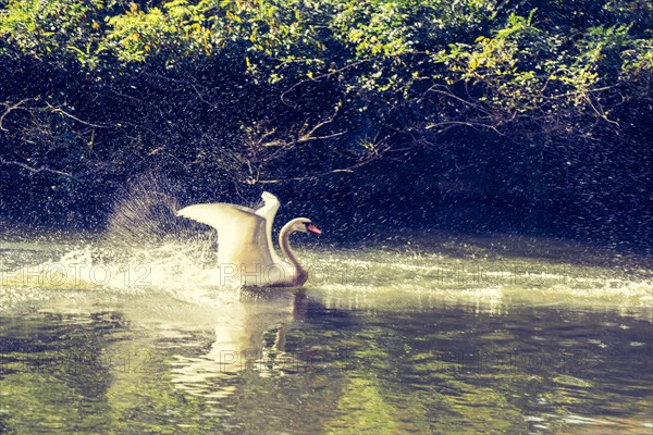 Lovely white swan live in the natural environment