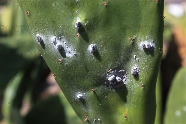 (Opuntia) plantations for the breeding of the cochineal scale insect, near Guatiza, Lanzarote, Canary Islands, Spain, Europe