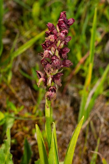 Bug orchid Inflorescence with a few open purple flowers