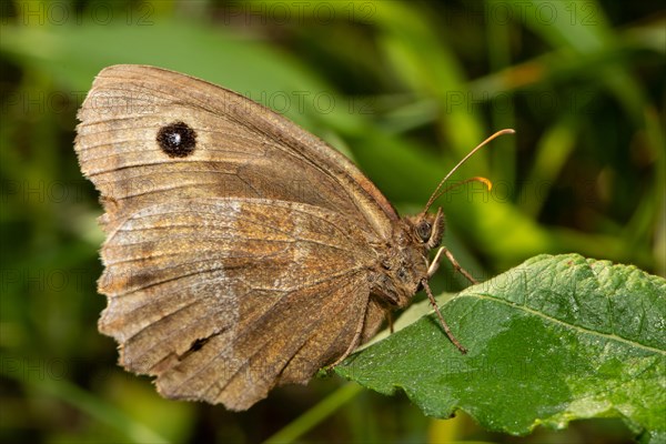 Blue-eyed Woodland Porter