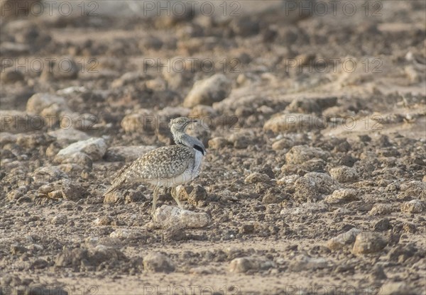 Rare cantilever bustard