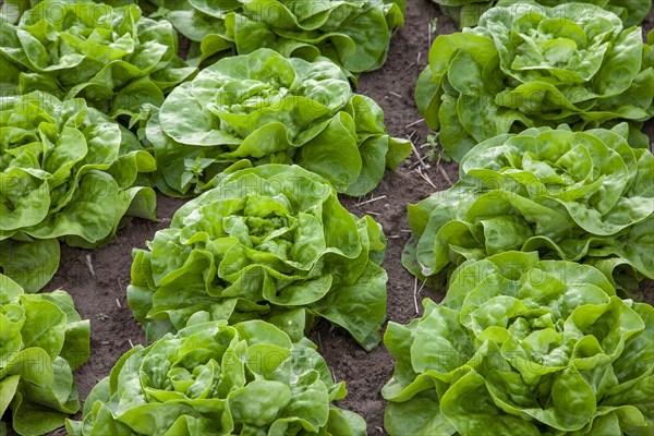 Heads of lettuce in a field