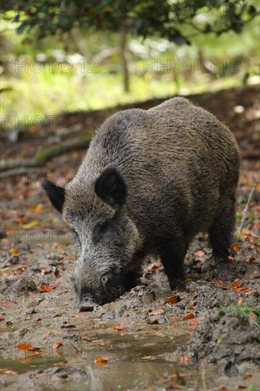 Wild boar