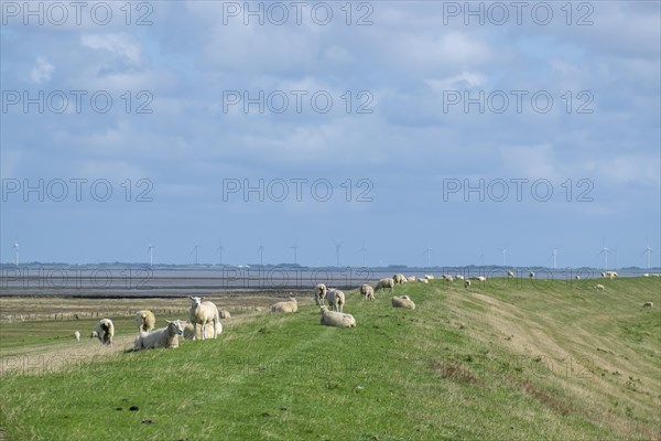 Coastal landscape with dike and sheep