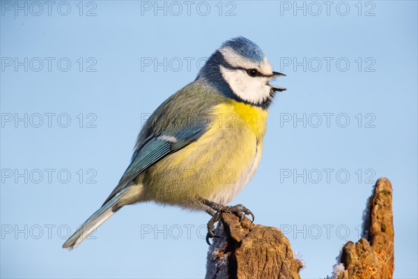 Blue tit