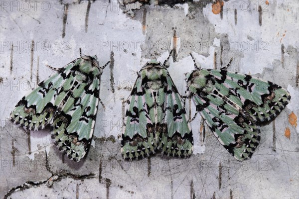 Celadon owl three moths sitting next to each other on a tree trunk seeing different from behind