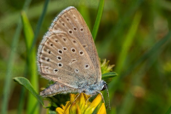 Mountain Alcon blue butterfly with closed wings sitting on yellow flower right sighted