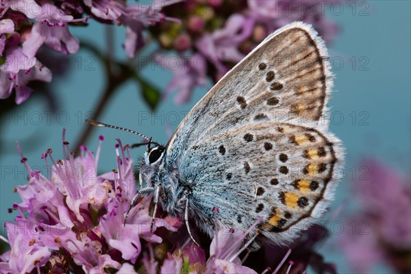 Silver-studded blue