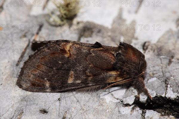 Dromedary Tooth Moth Butterfly with closed wings sitting on tree trunk seen on right side