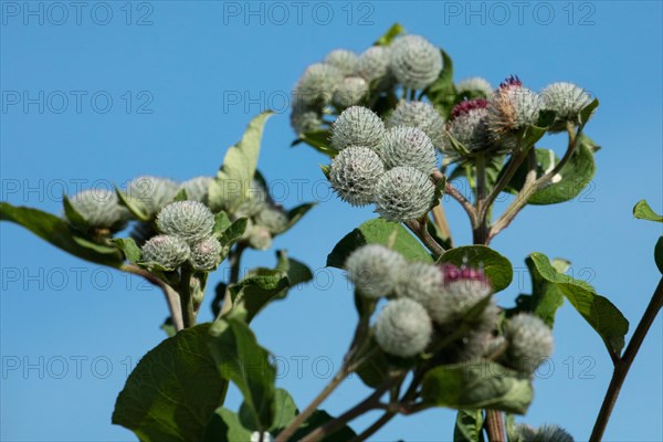 Felt bur some shoots with green leaves and grey flowers against a blue sky