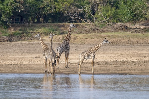 Rhodesian giraffe