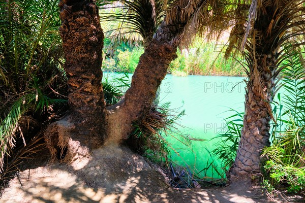 Palm tree forest of Cretan date palm Phoenix theophrastii and Megalopotamos river of Preveli