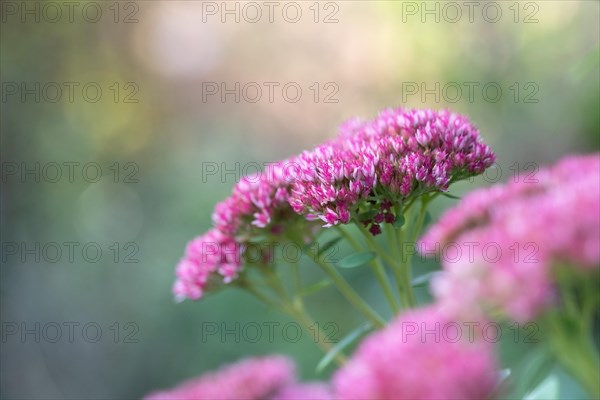 Showy stonecrop