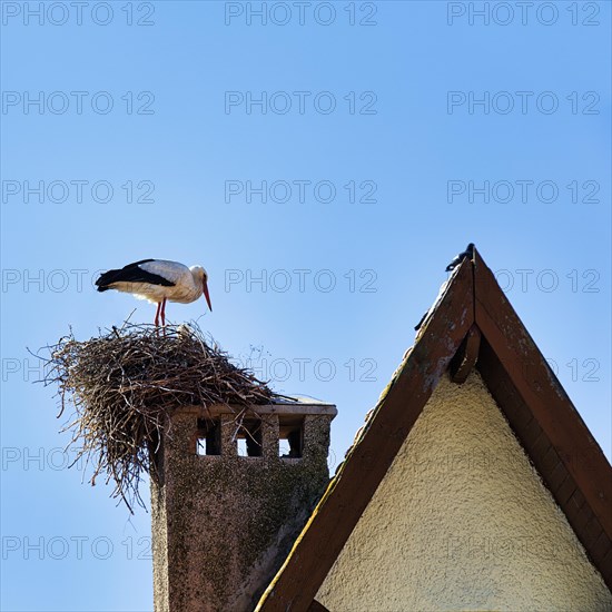 Stork in nest on chimney