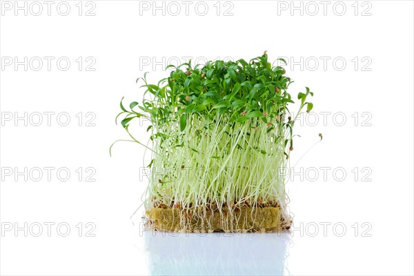 Fresh microgreens. Sprouts of cilantro isolated on white background
