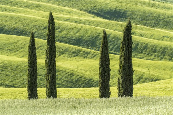 Cypresses