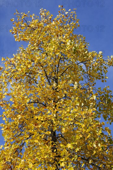 Tulip tree