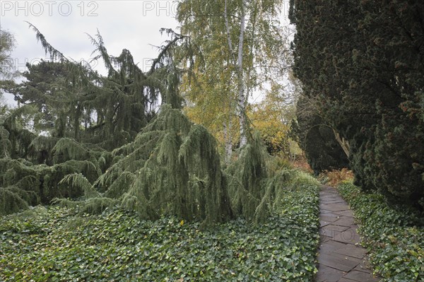 Juniper
