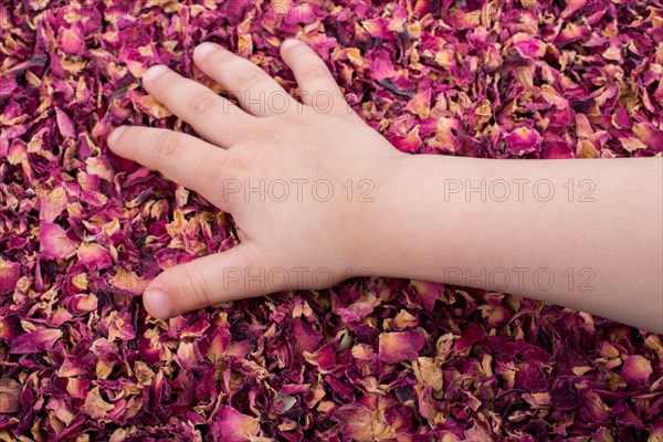 Dried rose petals as herbal tea is under hand