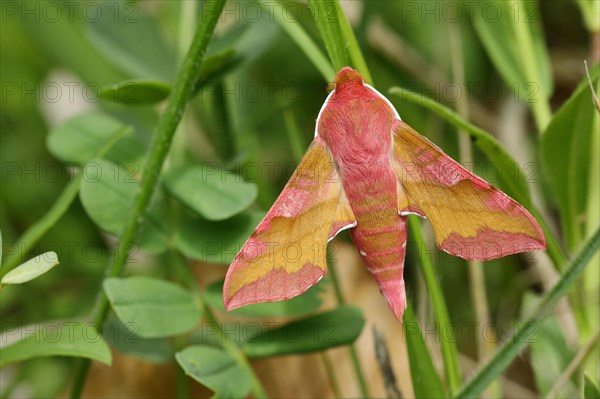 Small elephant hawk-moth