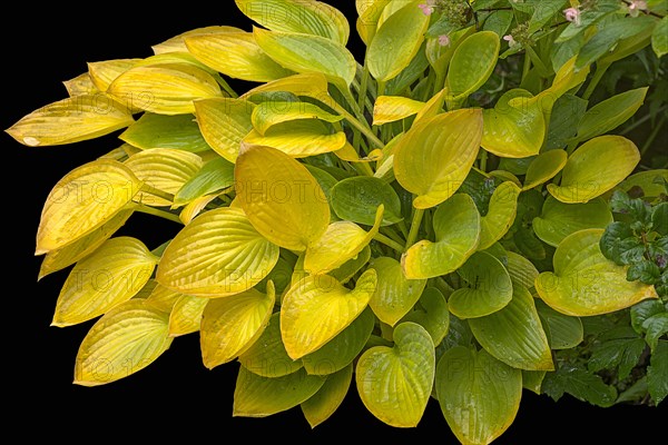 Autumnal hosta on black ground