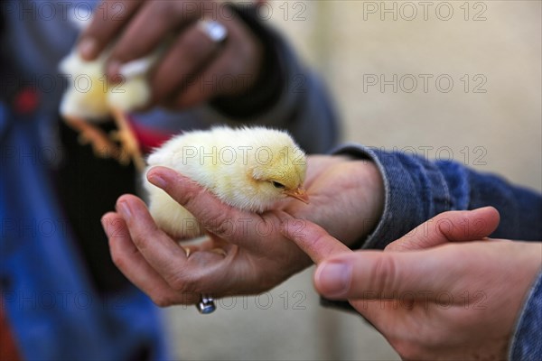 Chicken chicks in a palm