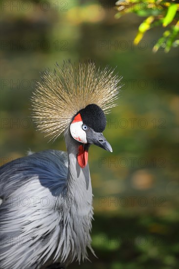 Black crowned crane