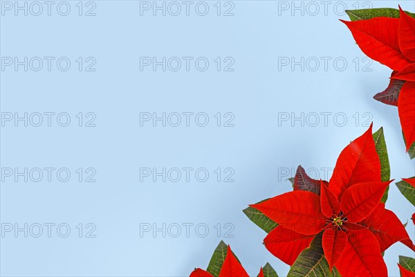 Red seasonal Poinsettia plants in corner of blue background with empty copy space