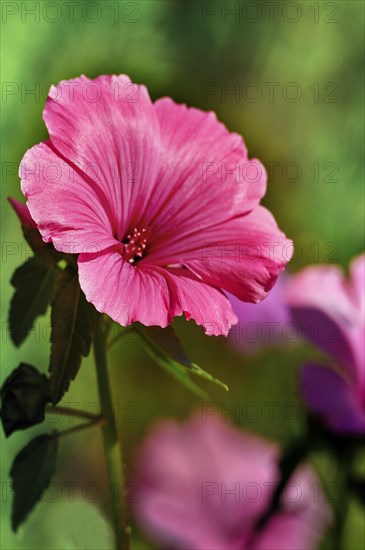 Flowering mallow