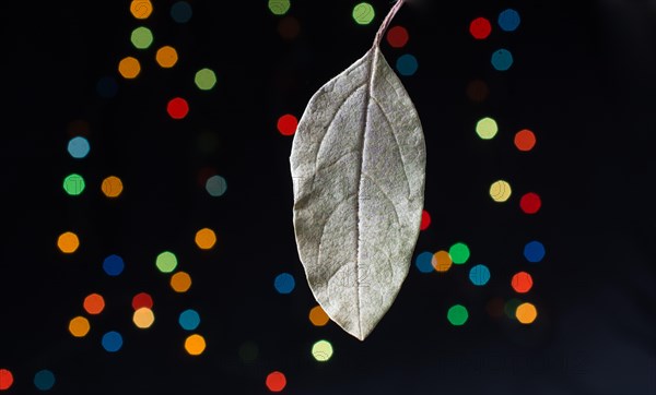 Dry leaf on a bokeh lighton a dark background