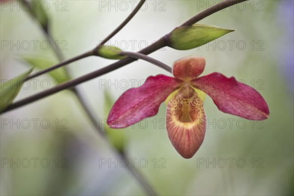 Lady's slipper orchid