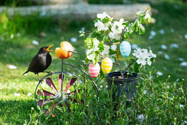 Blackbird Male on Bicycle with Pot and Apple Tree Blossoms with Easter Eggs Sitting Apple Eating Right Viewing