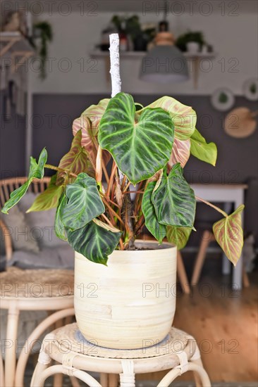 Topical 'Philodendron Verrucosum' houseplant with dark green veined velvety leaves in flower pot