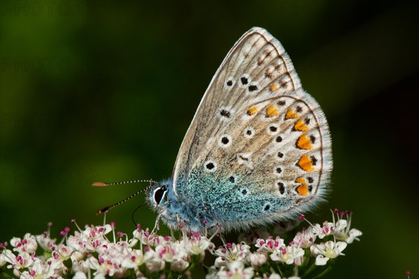 Common blue butterfly butterfly with closed wings sitting on white-red flowers left sighted