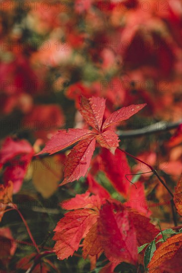 Virginia creeper