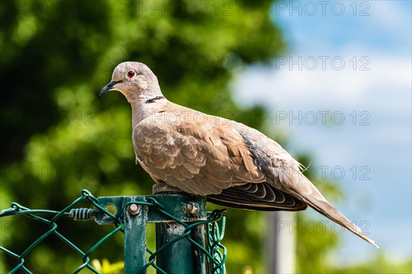 Eurasian Collared Dove