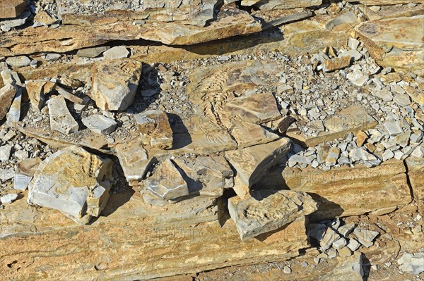 Approx. 300 million year old fossils of Mesosaurus tenuidens near Keetmanshoop