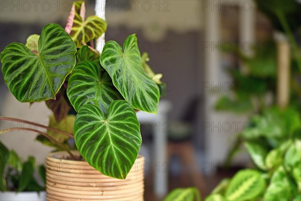 Beautiful topical 'Philodendron Verrucosum' houseplant with dark green veined velvety leaves in basket flower pot with copy space