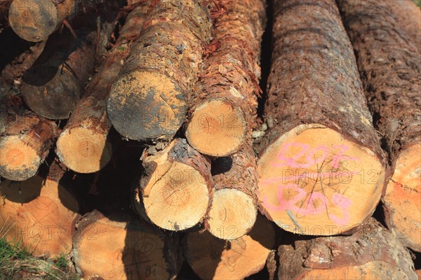 Logs in the forest