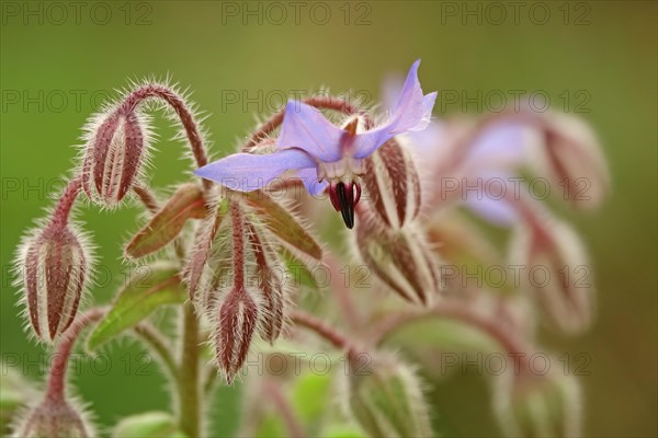 Borage