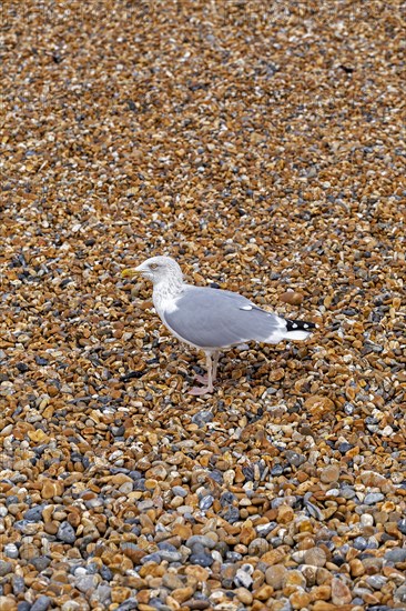 Seagull